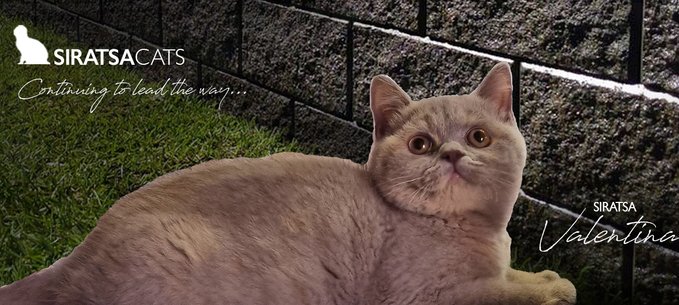 A gorgeous British Shorthair girl we bred in our 2020/21 Season.