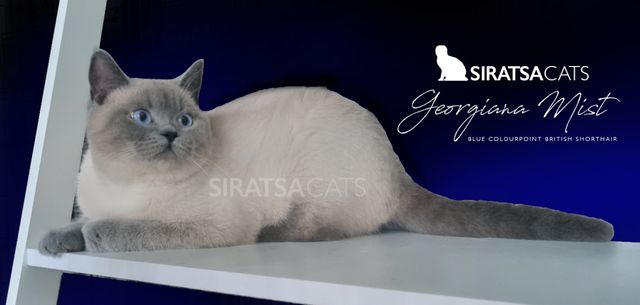 A gorgeous British Shorthair girl we bred in our 2020/21 Season.