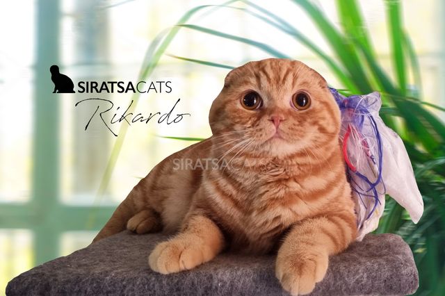 We are so proud of this young stud we have bred. He is absolutely everything a Scottish Fold should be.  