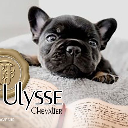 Meet Ulyesse, he is our future stud boy, a stunning example of the breed. This black & tan boy has the most amazing structure and genetically he is so exciting. We are so happy to welcome him to Siratsa.