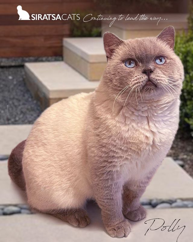 Our beautiful British Shorthair boy has produced both stunning British and Scottish litters. Living his best life with us.