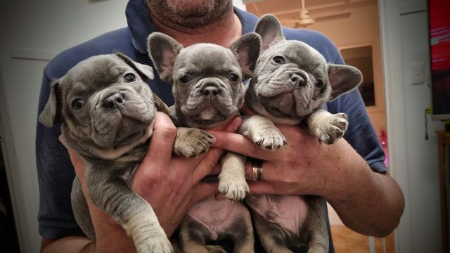 The ear lifting fairy has started to visit...here are 3 of the 8 pups who wanted cuddles first 🤣🤣 we are so stoked with the incredible quality of this litter of Lilac & Tans and Blue & Tans. 
You can experience the Siratsa-Factor too...