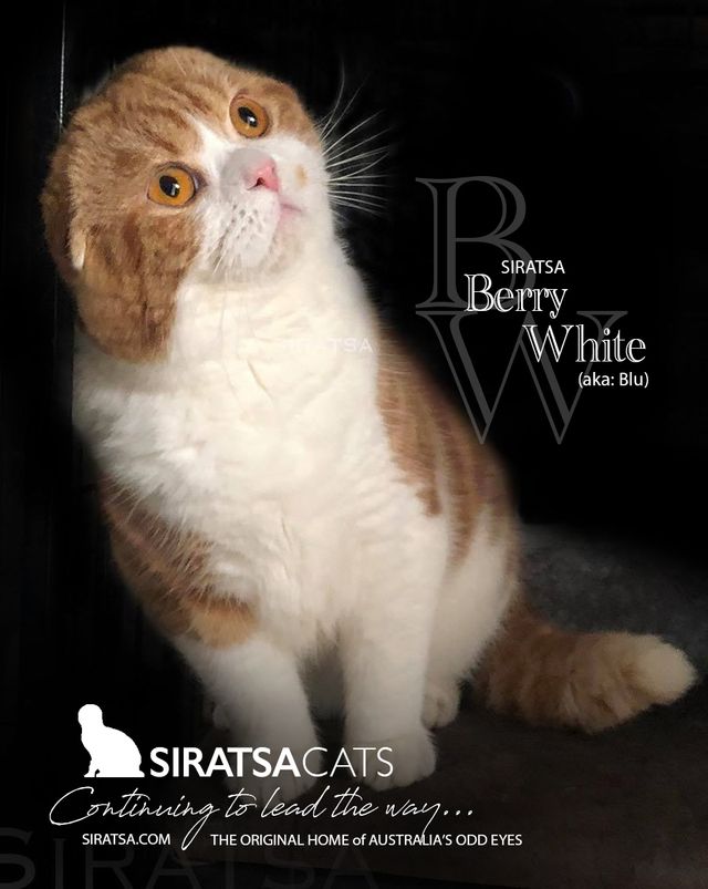 RARE OPPORTUNITY - NEXT LEVEL FOLD PRODUCER!
Siratsa Berry White (aka: Blu)
Scottish Fold Entire Stud
DOB: 20.09.2019
Red Tabby and White
Carries
~Dilute
~Colourpoint
~Silver
~Chocolate

PRICE ON APPLICATION
(Available to approved Registered Breeders)